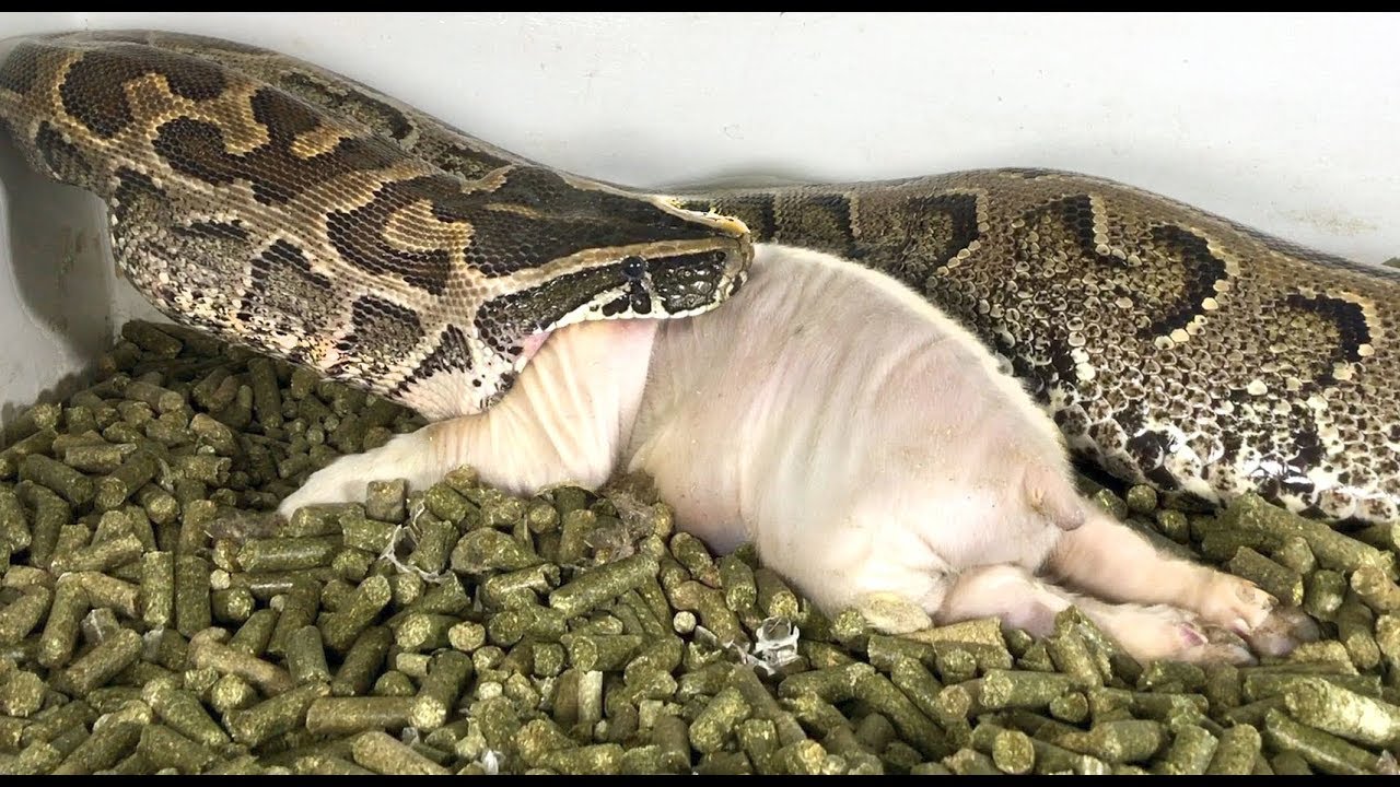 Может ли змея съесть змею. Питон Анаконда змея ест.
