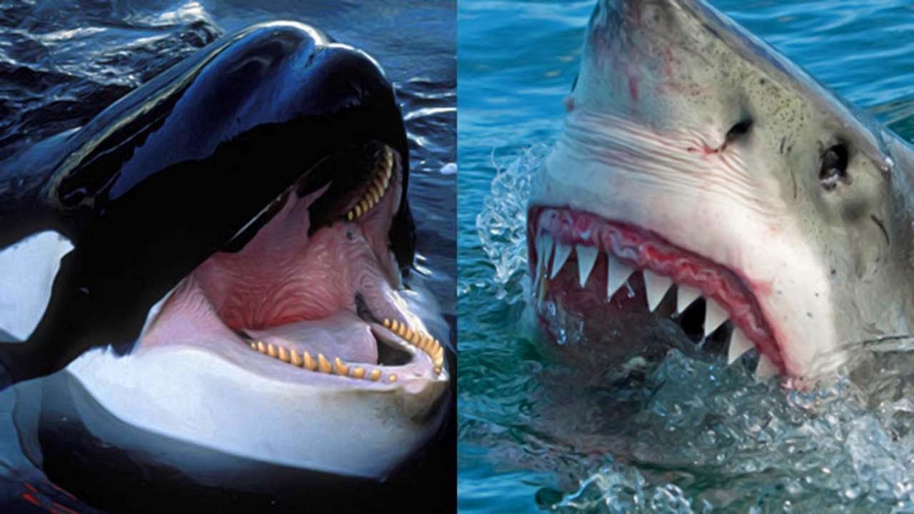 Белая акула против. Акула Касатка МЕГАЛОДОН. МЕГАЛОДОН против кита убийцы. Касатки против акул.