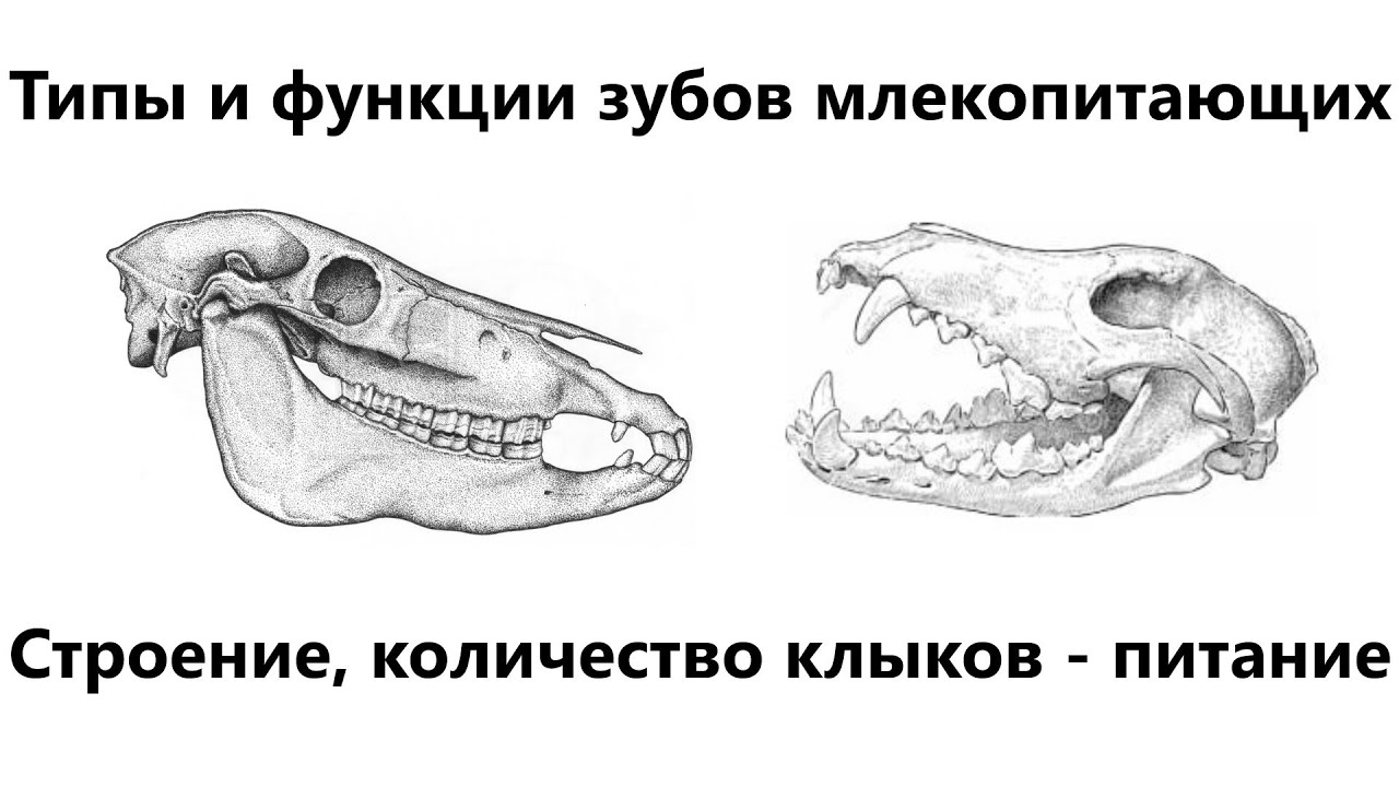 Клыки используются для у млекопитающих