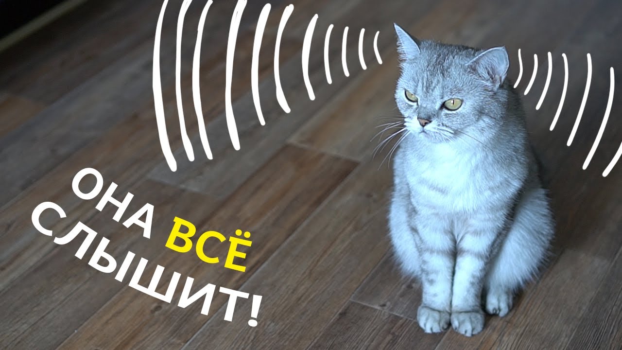 Звуки для внимания кошек