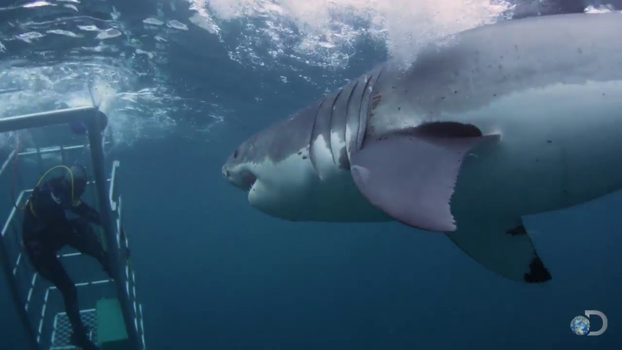 Florida shark attacks. Южно-китайское море акулы.