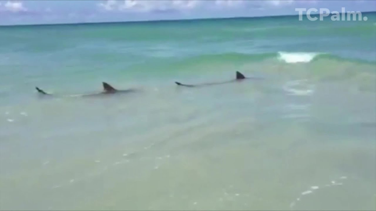 Есть ли акулы на кубе. Флорида акулы. Ресифи акулы на пляжах. Акулы на Кубе Варадеро.