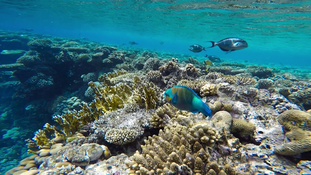 Вода в шарм эль шейх сейчас. Снорклинг Шарм Эль Шейх. Снорклинг в Египте Шарм-Эль-Шейх. Море Шарм Эль Шейх снорклинг. Шарм Эш Шейх снорклинг.