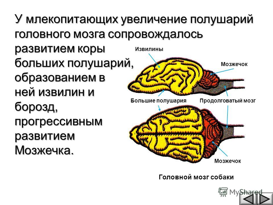 Особенности строения мозга млекопитающих. Строение головного мозга собаки. Нервная система собаки головной мозг. Строение мозга отделы головного мозга собаки. Строение головного мозга млекопитающих.