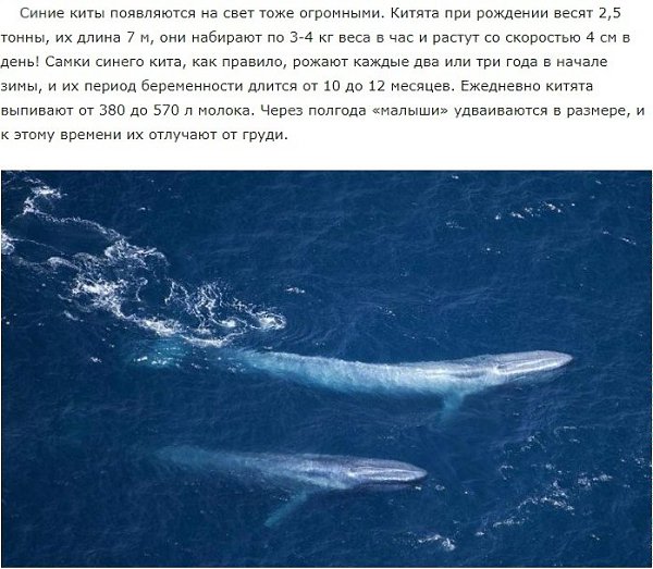 Сердце синего кита весит семьсот килограммов. Синий кит синий кит. Синий кит (голубой кит). Синий кит описание. Блювал (голубой или синий кит).