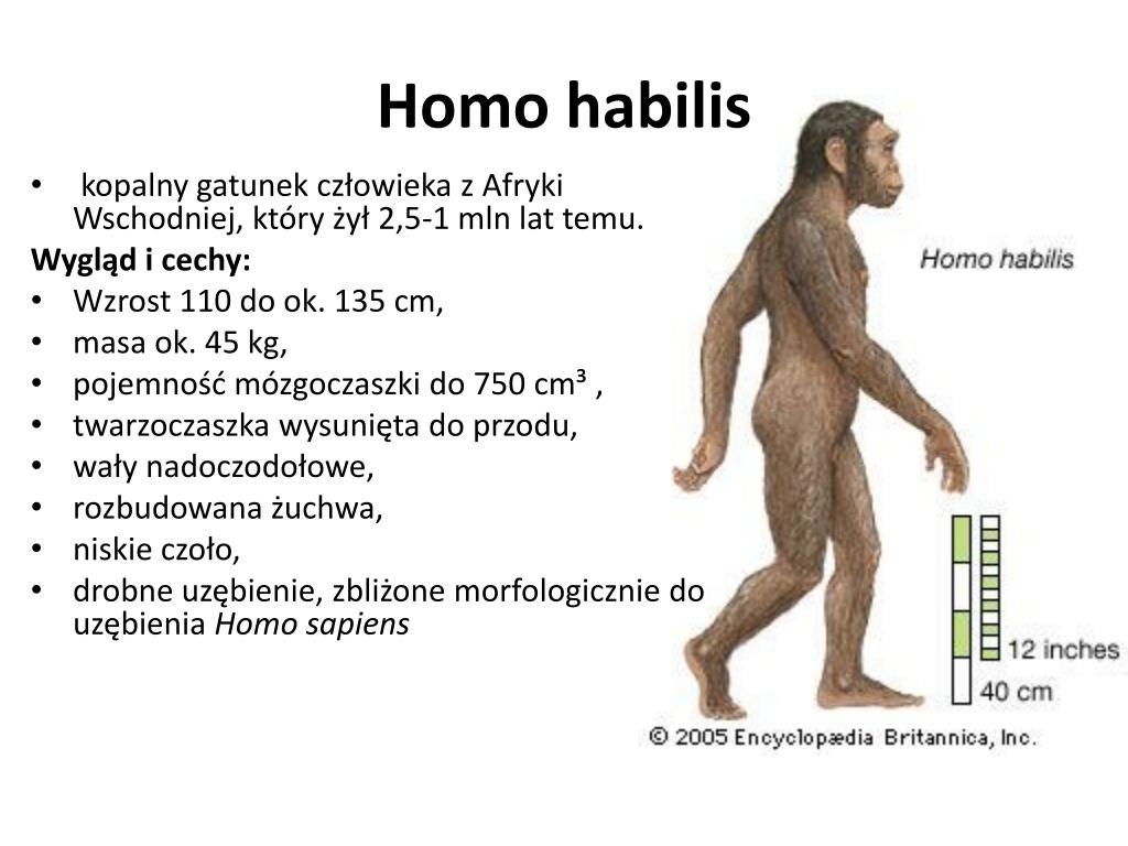 Homo перевод. Эволюция человека homo habilis. Homo habilis характеристика таблица. Homo habilis Эволюция. Человек умелый хомо хабилис.