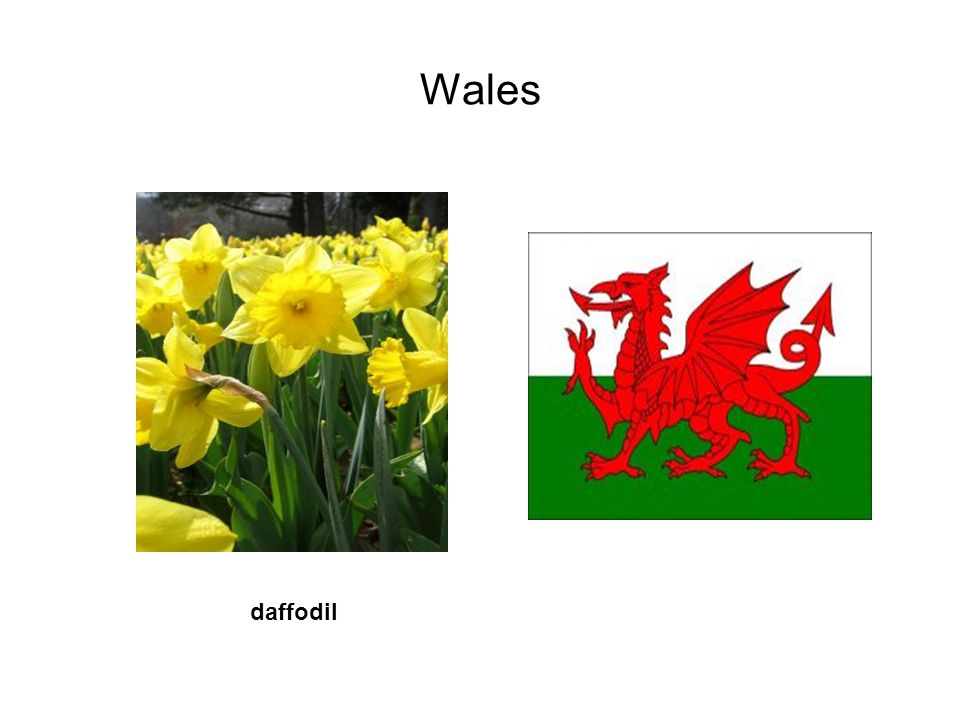 Какой символ уэльса. Daffodil Wales. Daffodils эмблема Wales. Нарцисс символ Уэльса. Wales символический цветок.