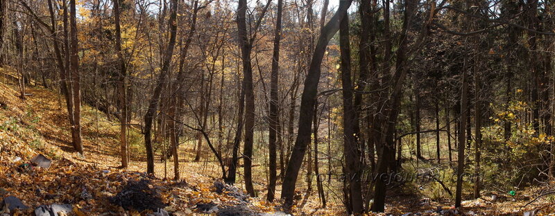 Лес справа от дома, Усадьба Любвино, Тучково