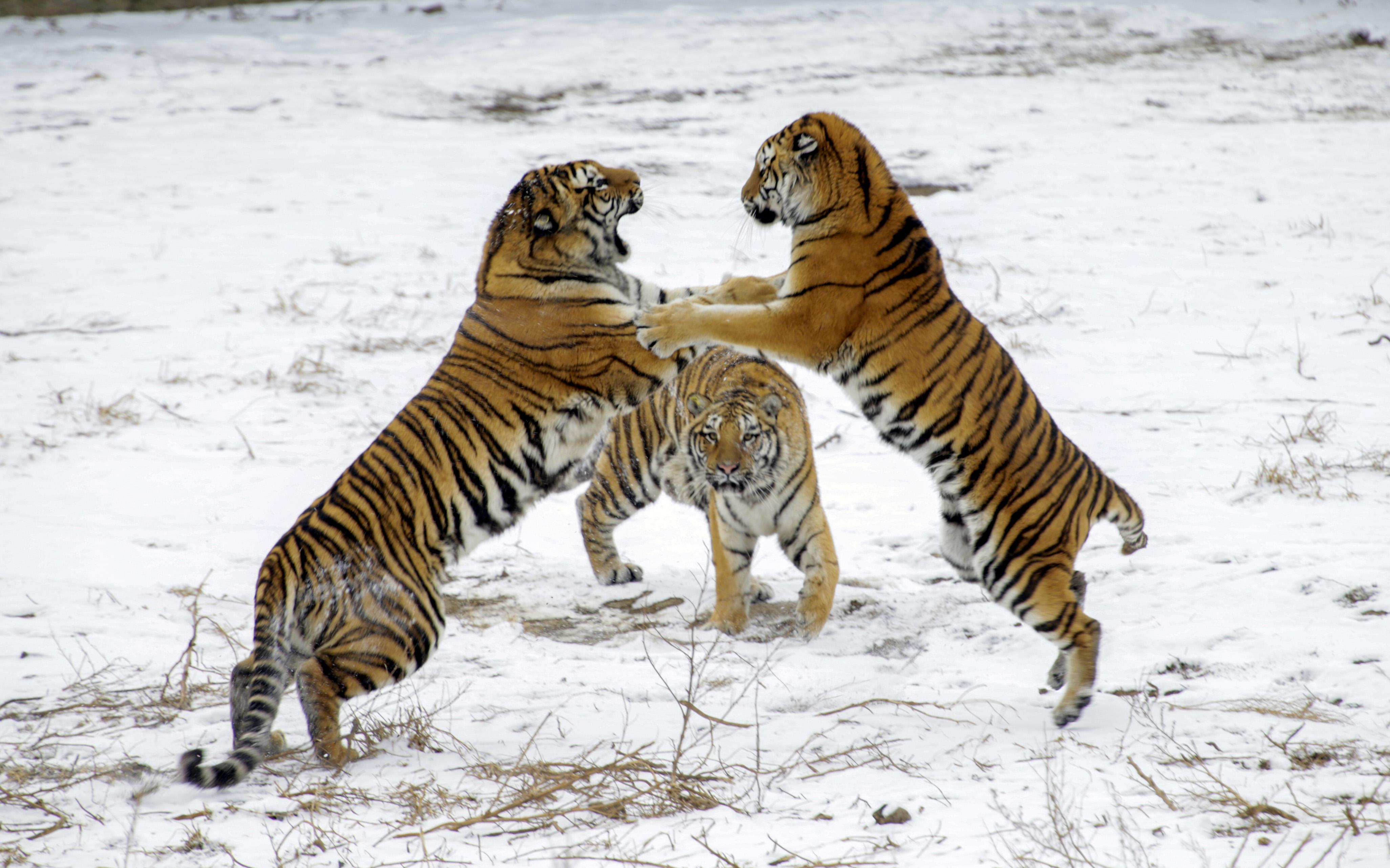 Уссурийский тигр и панда являются представителями. Уссурийский (Амурский) тигр Уссурийский (Амурский) тигр. Уссурийский тигр. Амурский Сибирский тигр. Амурский тигр окрас.