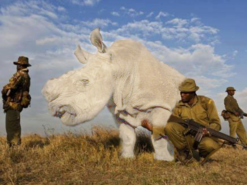 Белый носорог сколько осталось. Северный белый носорог охрана. Северный белый носорог популяция. Северный белый носорог 2020.