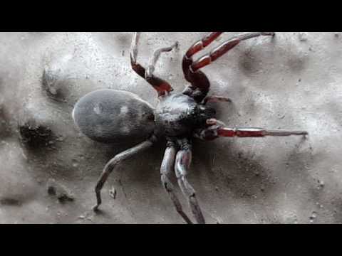 White-tailed spiders