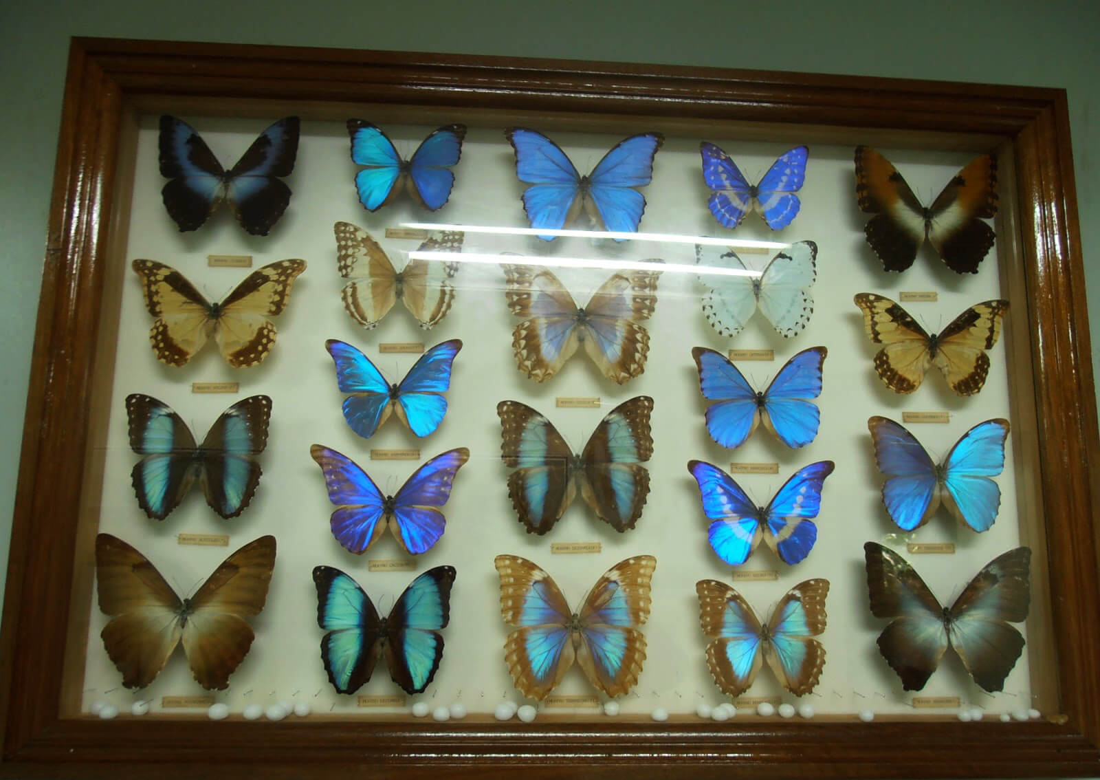 Бабочки в энтомологическом музее