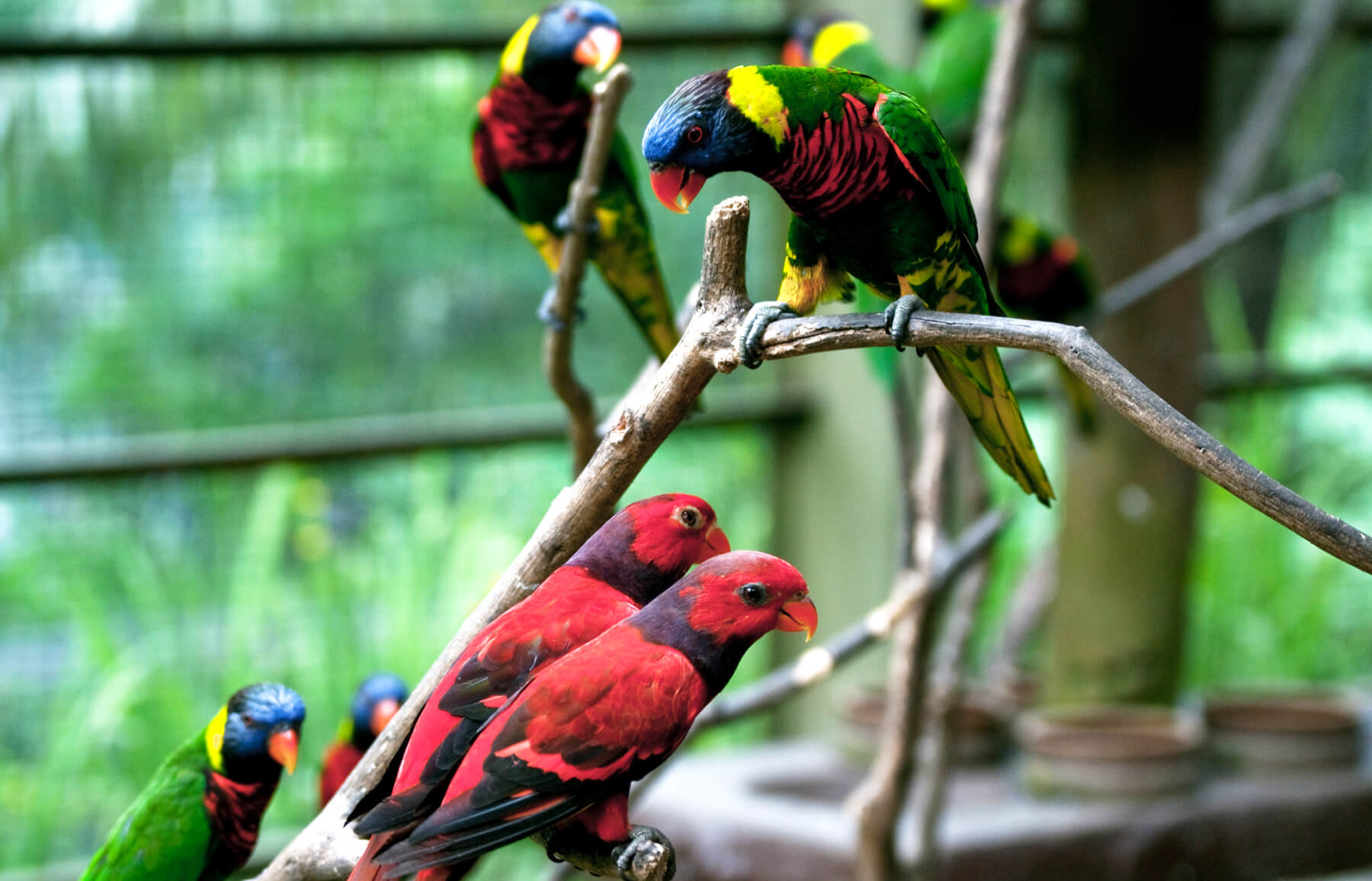 Яркие птички в Kuala Lumpur Bird Park