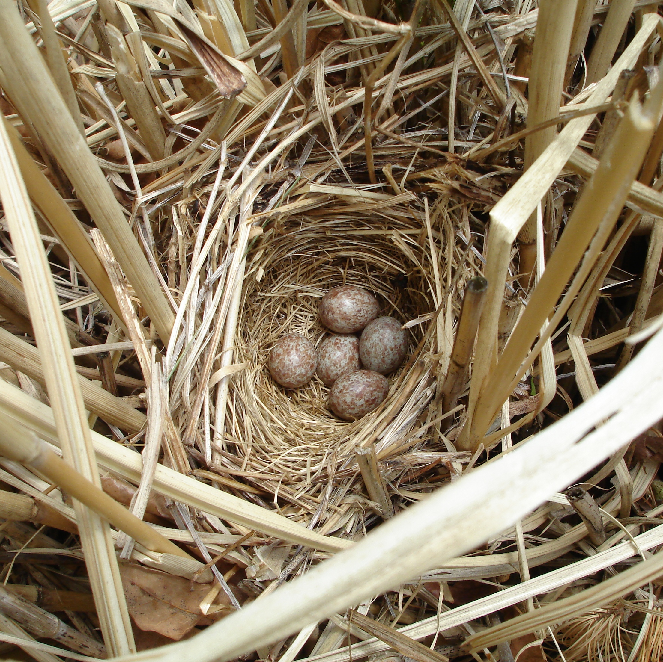 Гнезда птиц в домах. Пеночка пересмешка гнездо. Гнездо пеночки. Гнездо дроздовидной камышовки. Пеночка-теньковка гнездо.