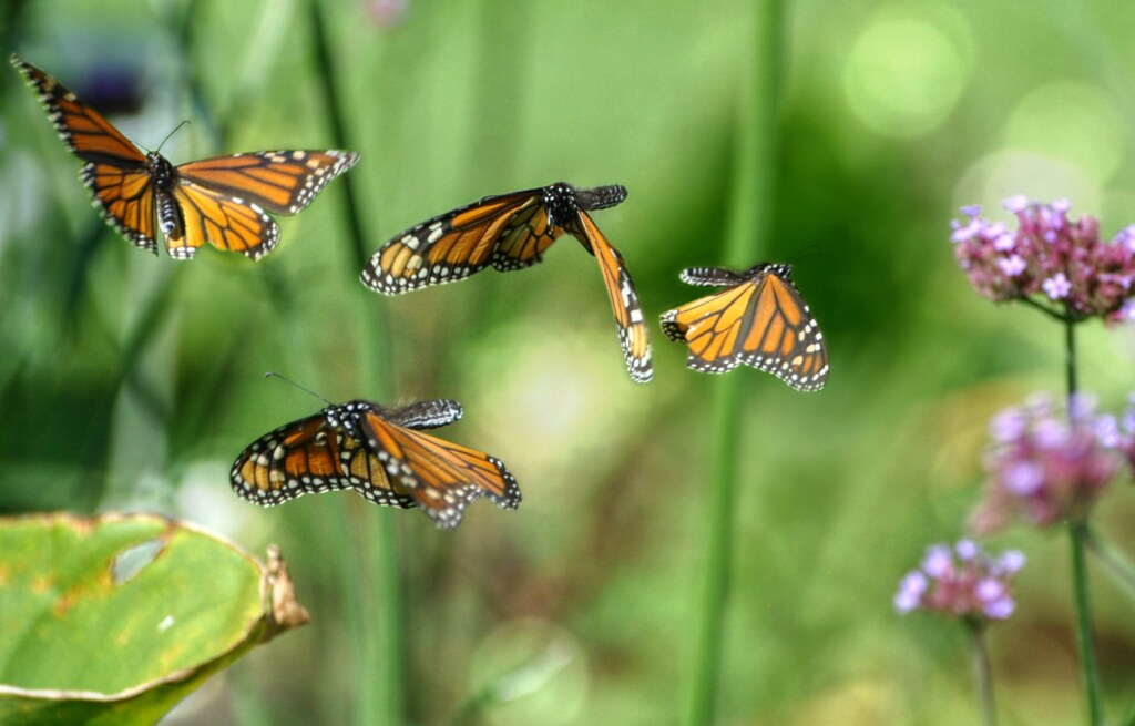 2 летающие бабочки. Бабочки летают. Бабочка в полете. Бабочки в природе. Порхающие бабочки.