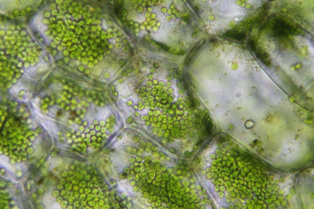 Хлорофиллы цианобактерий. Клетки фотосинтезирующей ткани элодеи. Элодея хлорофилл. Клетка хлорофилл под микроскопом.