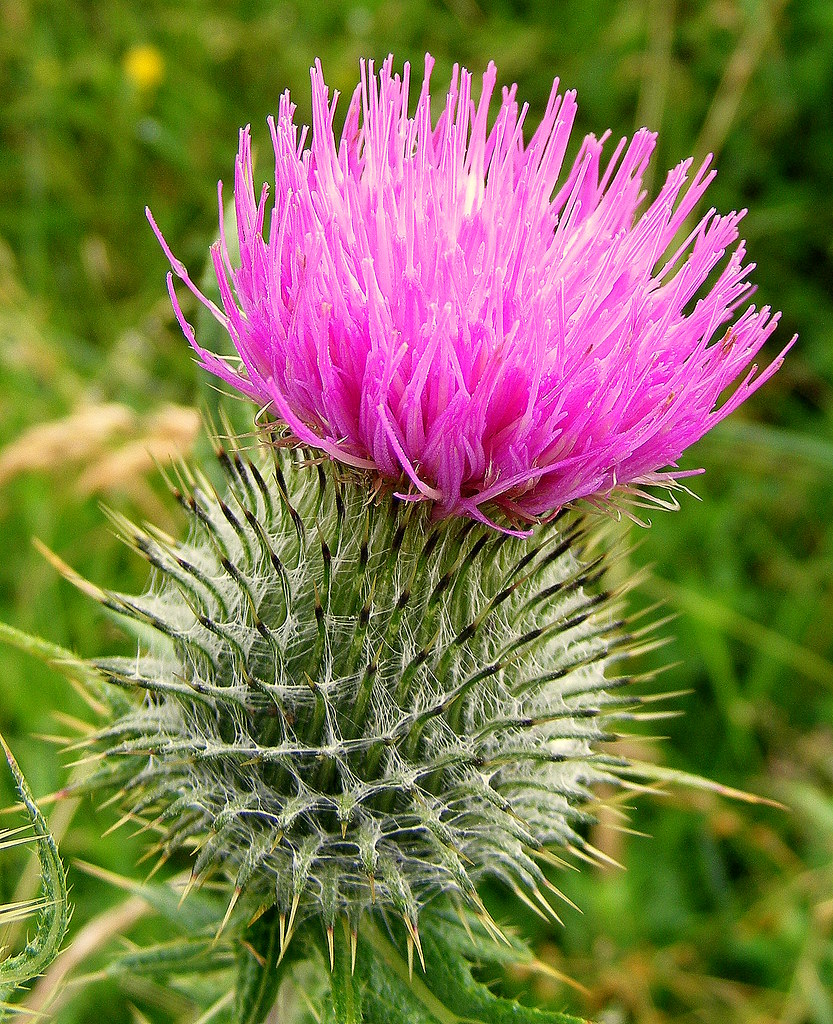 Scotland plants. Чертополох Шотландия. Шотландия цветок чертополоха. Национальный цветок Шотландии чертополох. Чертополох Великобритания.