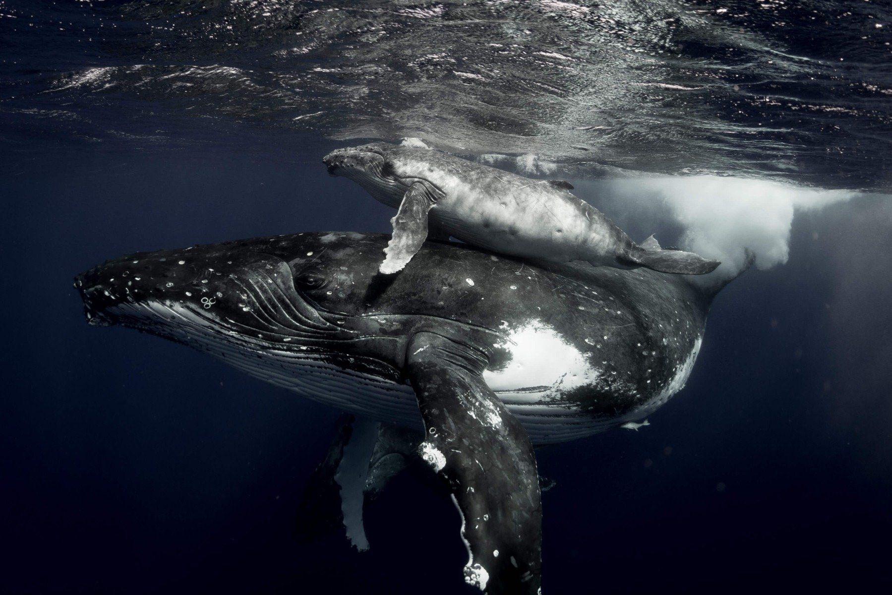 Кит личная жизнь. Горбатый кит. Кит Горбач. Самка горбатого кита. Горбатый кит с детенышем.