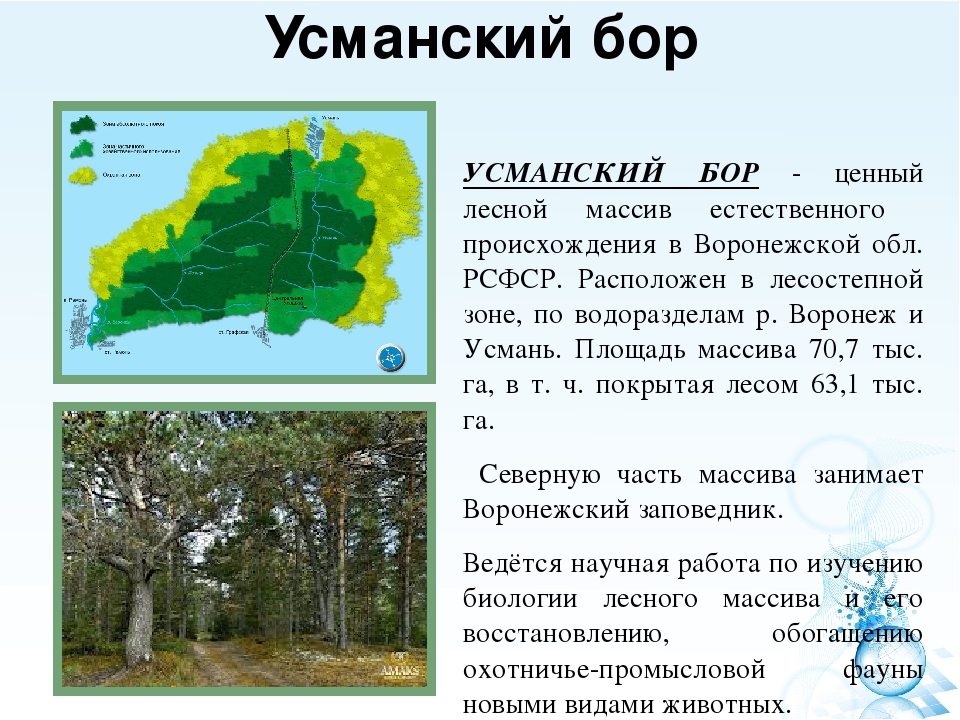 Где боров находиться. Усманский Бор заповедник. Воронеж Усманский Бор заповедник. Усманский Бор Воронежской области на карте. Усманский Бор Липецкая область.