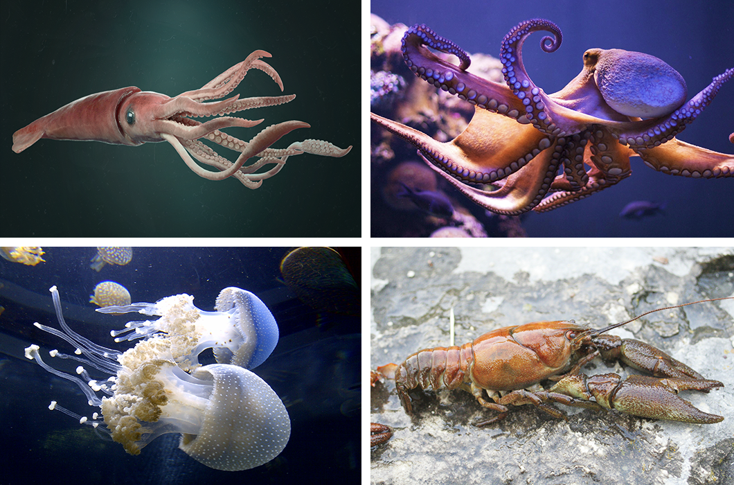 Кальмар осьминог каракатица. Осьминог кальмар медуза. Октопус кальмар Спрут. Медуза каракатица.