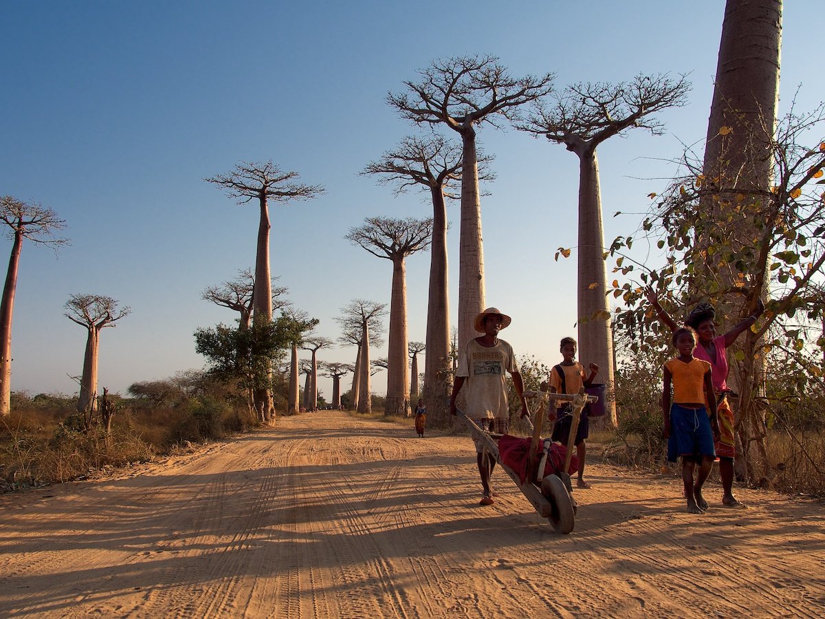 В странах африки самая высокая. Африка остров Мадагаскар. Проспект баобабов Мадагаскар. Мадагаскар Страна Африки. Остров Сомали Обогуев Мадагаскар.