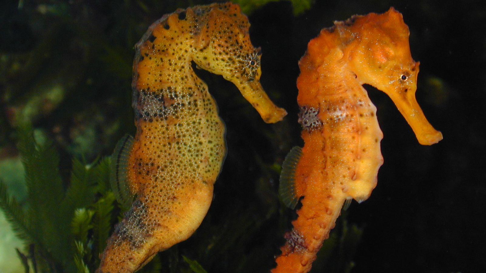 field image hippocampus cf reidi brazilian seahorse andreas marz