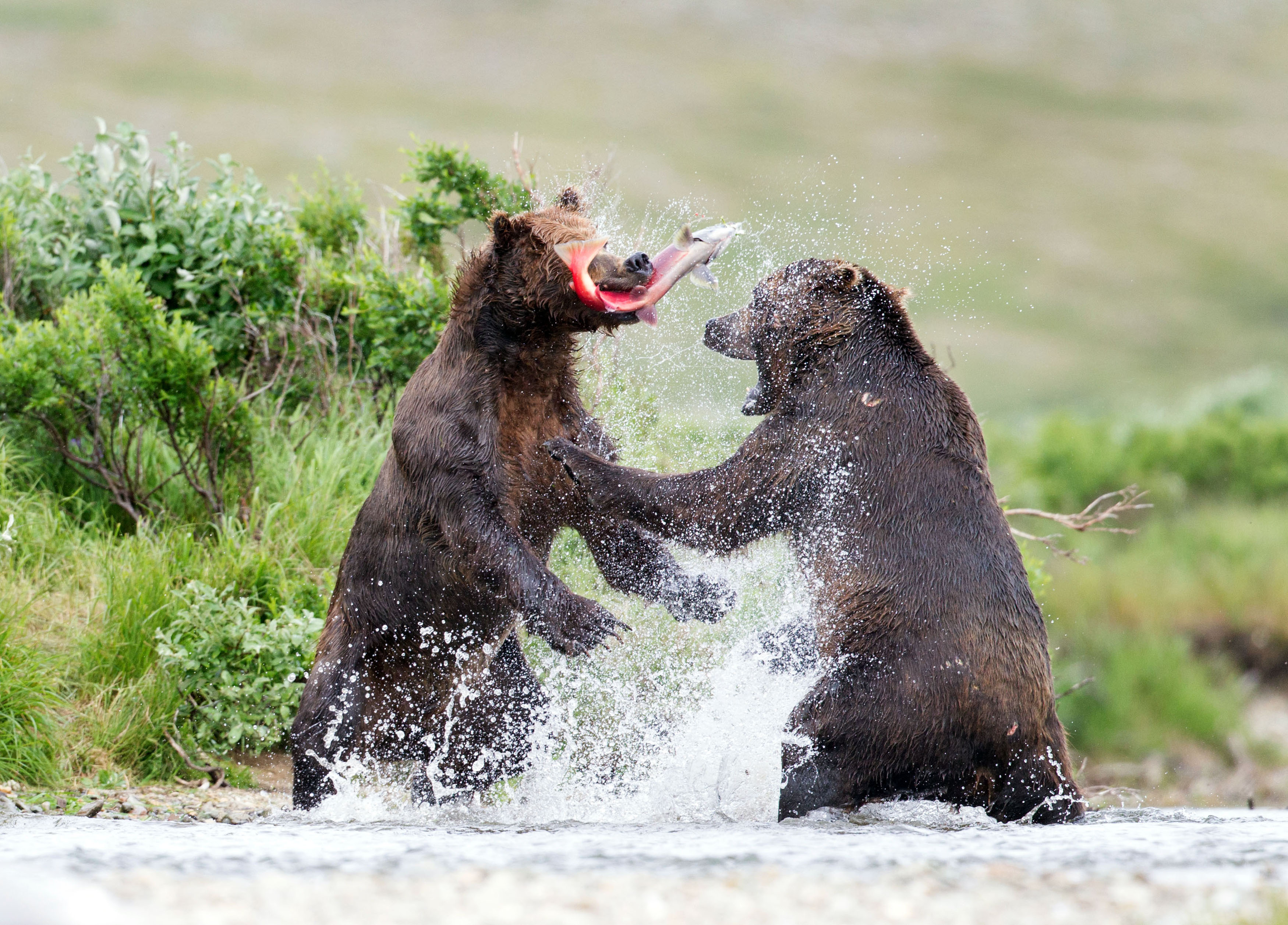 Бурый медведь против. Битва медведей. Медведи дерутся. Бурый медведь драка.
