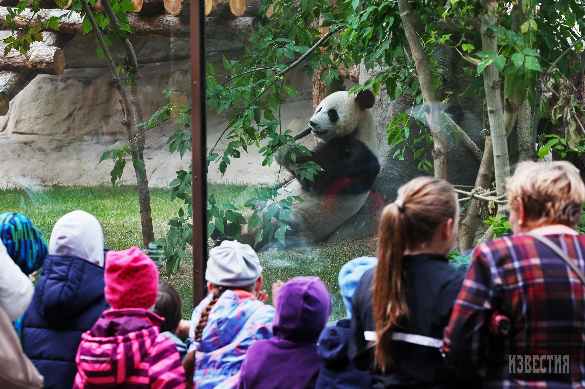 Где панды в московском зоопарке