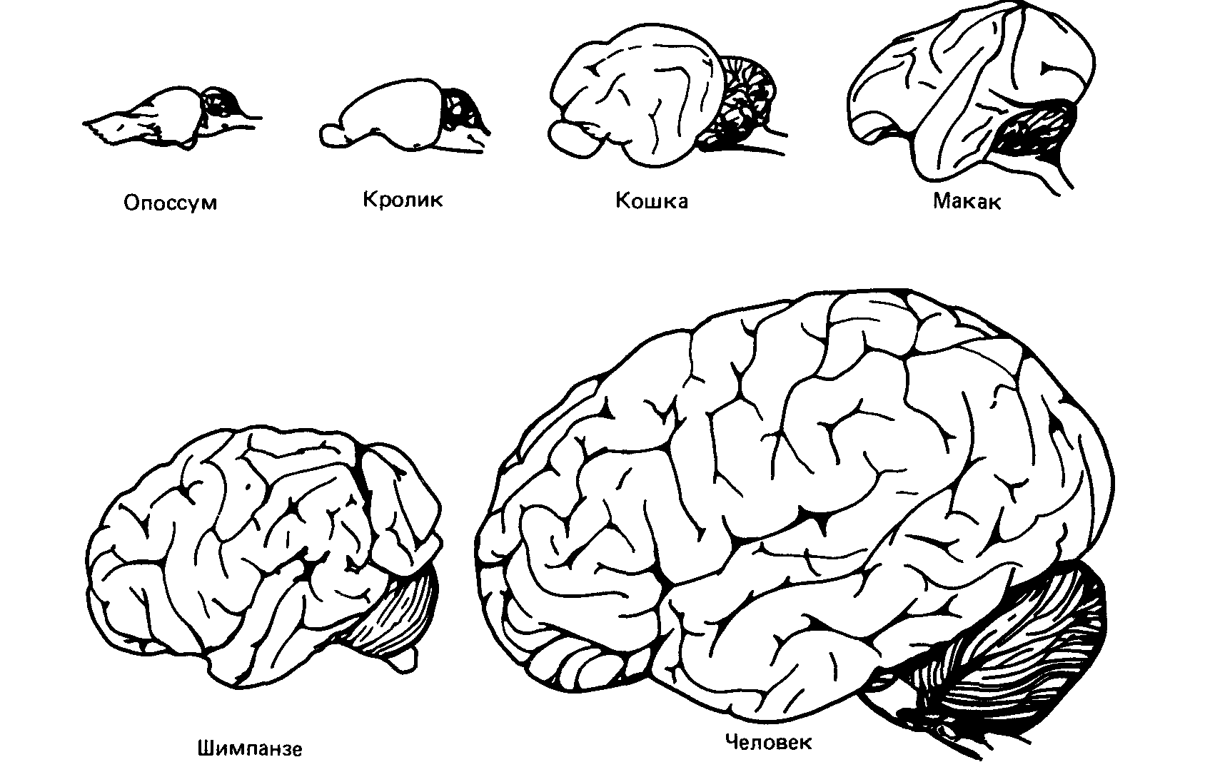 Структура мозга млекопитающих. Развитие коры головного мозга у млекопитающих. Строение мозга млекопитающих. Схема строения головного мозга млекопитающих.