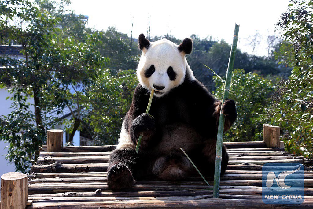 Включи где панда. Большая китайская Панда. Китай заповедник чендуй Панда. Заповедник панд в Чэнду. Чэнду Панда парк.