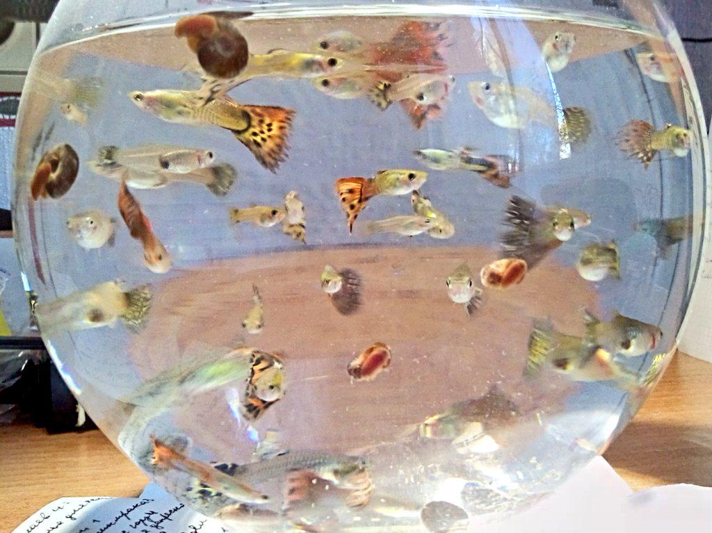 Рыбки которые живут без кислорода. Гуппи в аквариуме. Круглый аквариум с рыбками.