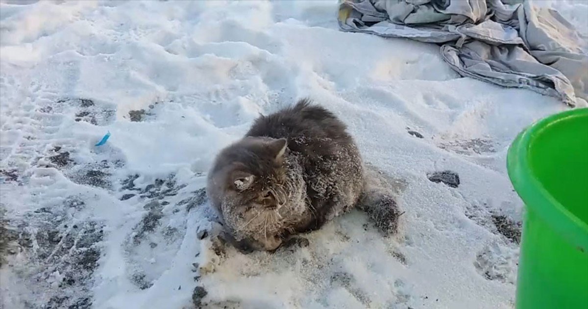 Лиса замерзла во льду. Животное вмерзло в лед.