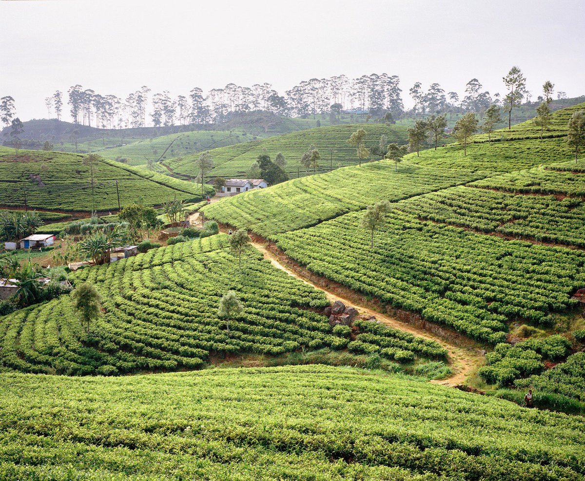 Шри ланка колония. Шри Ланка чайные плантации. Цейлон Шри Ланка чайные плантации. Цейлонские плантации Шри Ланка. Чайные плантации на Шри Ланке.