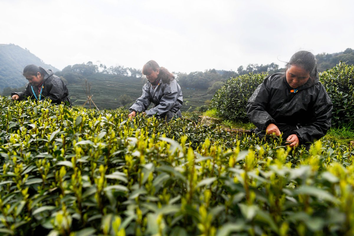 Сбор китайского чая. Лунцзин плантации. Плантация зеленого чая Лунцзин. Ханчжоу сбор чая. Сбор чая в Китае.