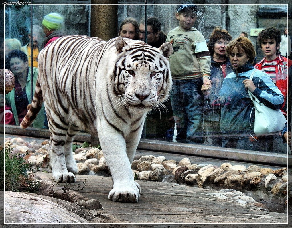 Жизнь животных в зоопарке