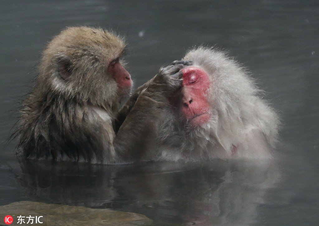 Обезьяна купается в теплой. Парк Джигокудани Япония. Японские обезьяны. Обезьянки в горячих источниках. Японские макаки в горячих источниках.