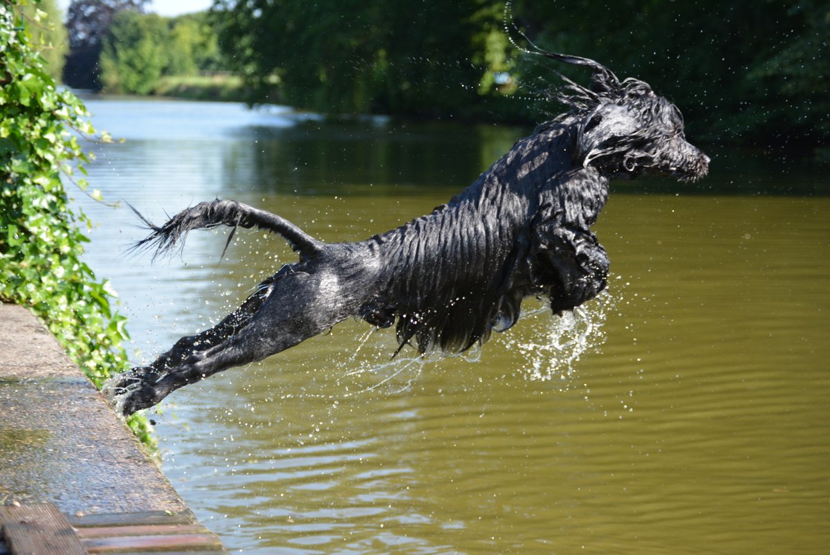 португальская водяная собака