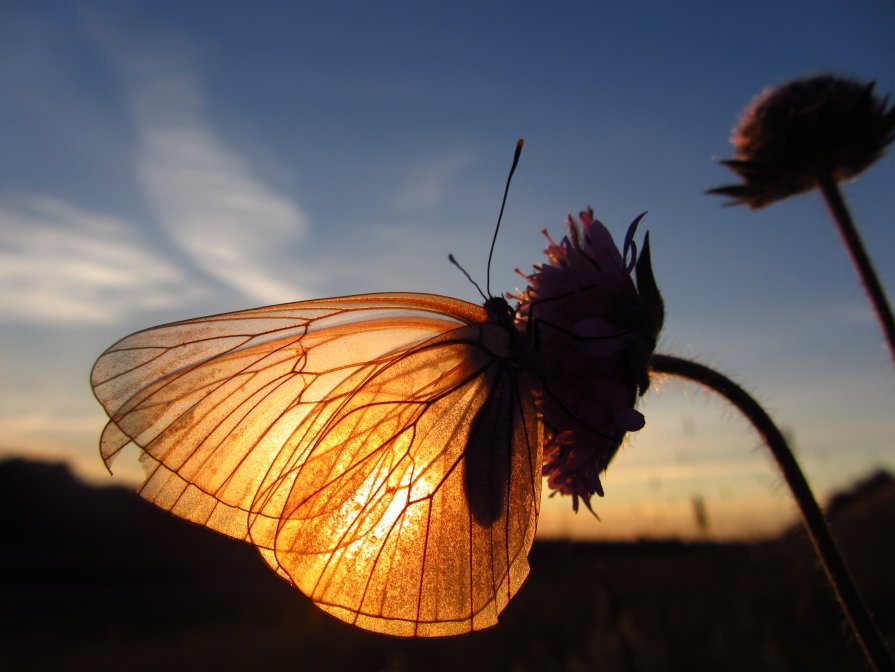 На цветок летит мотылек. Солнечная бабочка. Бабочка в лучах солнца. Бабочка в солнечных лучах. Мотыльки на свет.