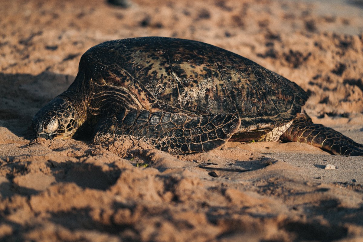 Воздушная черепаха. Огромная морская черепаха. Пресмыкающиеся в море. Черепаха на спине. Речная черепаха.