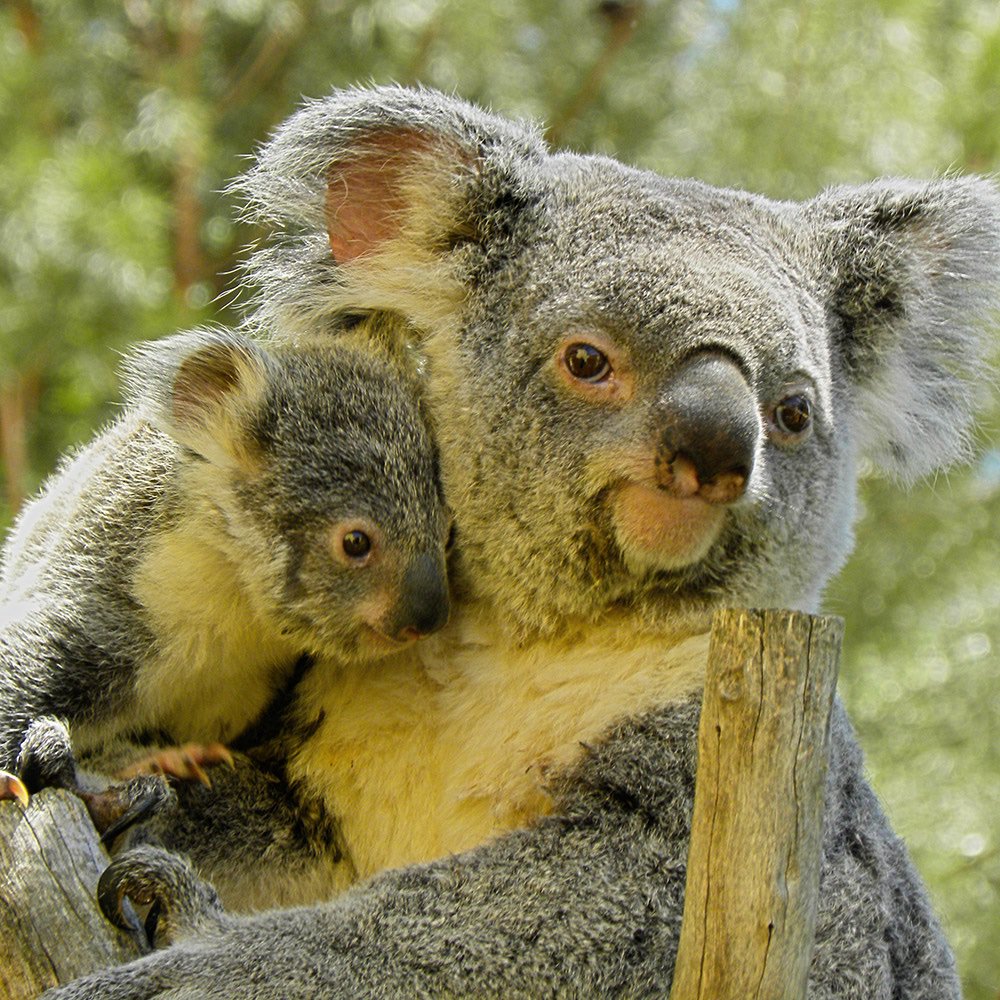 Едят ли коалы. Коала. Коала koaa1. Животные коала милая. Фотообои на рабочий стол коала.