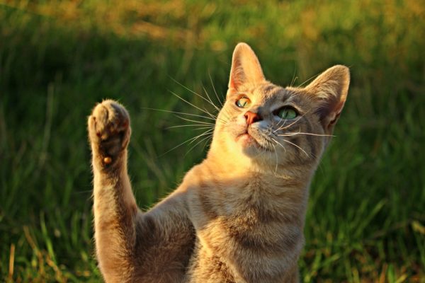 Вибриссы помогают кошке познавать окружающий мир