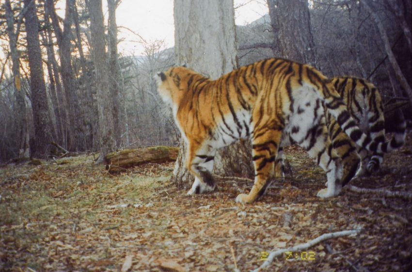 Amur tiger in the wild - camera trap photo