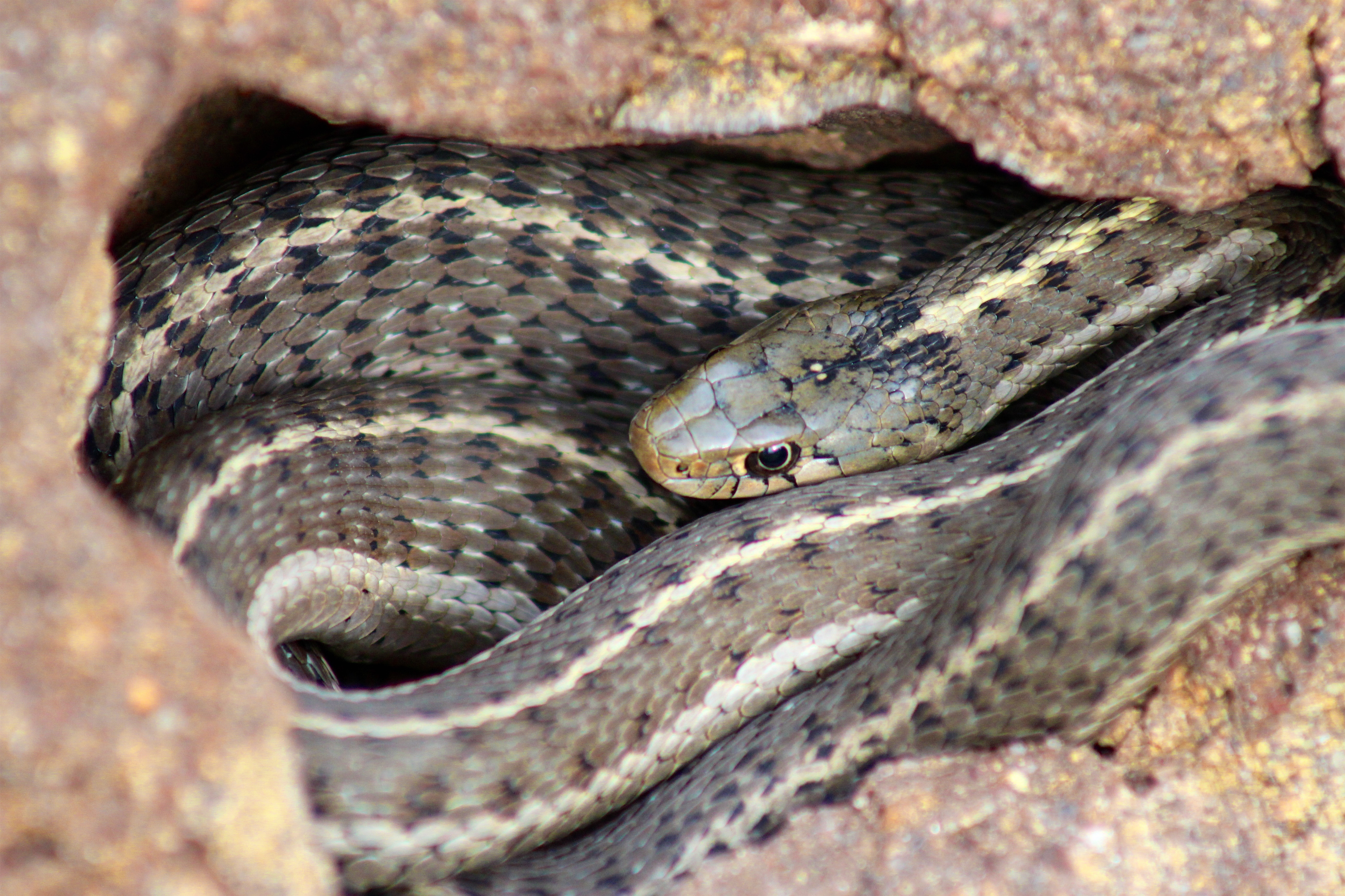 Snake like. Европейский лазающий полоз. Неядовитый Европейский лазающий полоз. Полоз птица фото. Ядовитое животное Красноярского края.