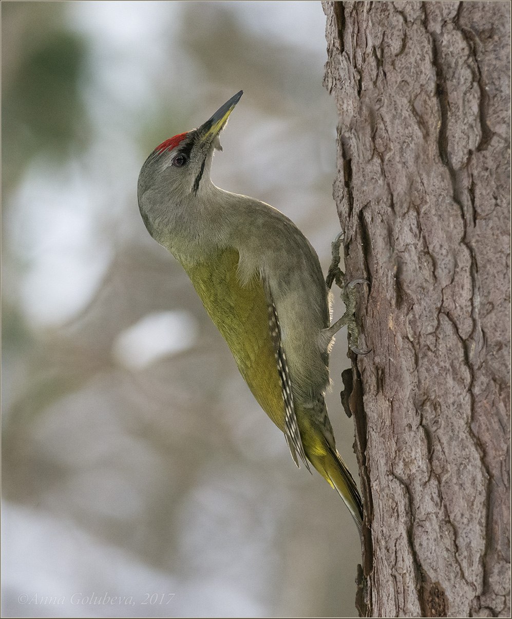 Дятел виды. Седой дятел (Picus canus). Лунь Луговой зеленый дятел. Зелёный дятел в Подмосковье. Желтоперый дятел.