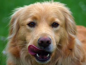 canine saliva