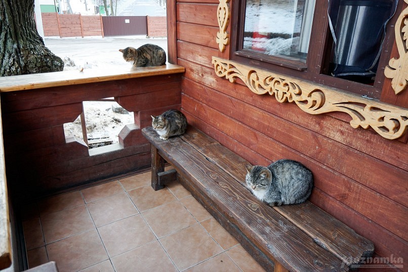 Кошки в «Чайной у Скита» в Саввино-Сторожевском монастыре в Звенигороде :)