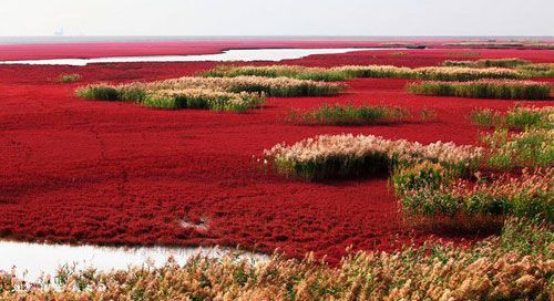 Красный пляж Паньцзинь – Китай