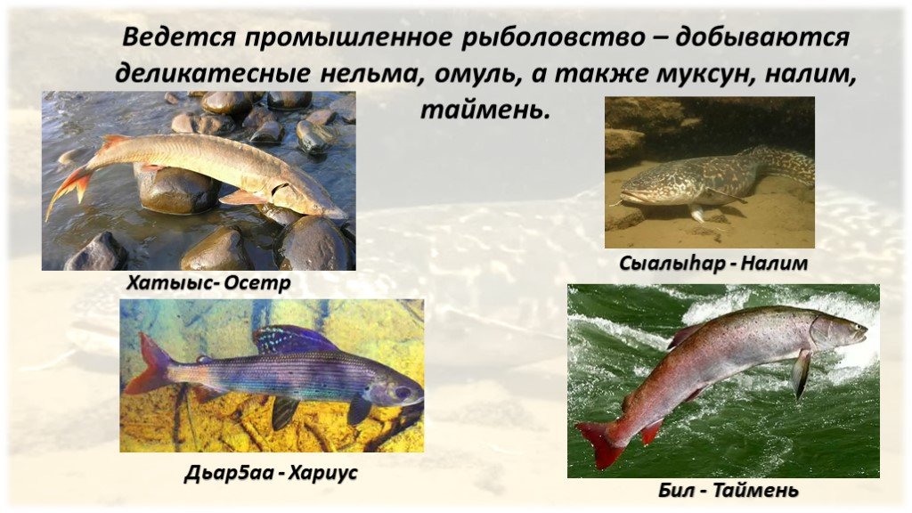 Растения в реке лене. Растения и животные реки Лена 4 класс. Обитатели реки Лены. Рыбы реки Лены. Какие рыбы обитают в реке Лена.