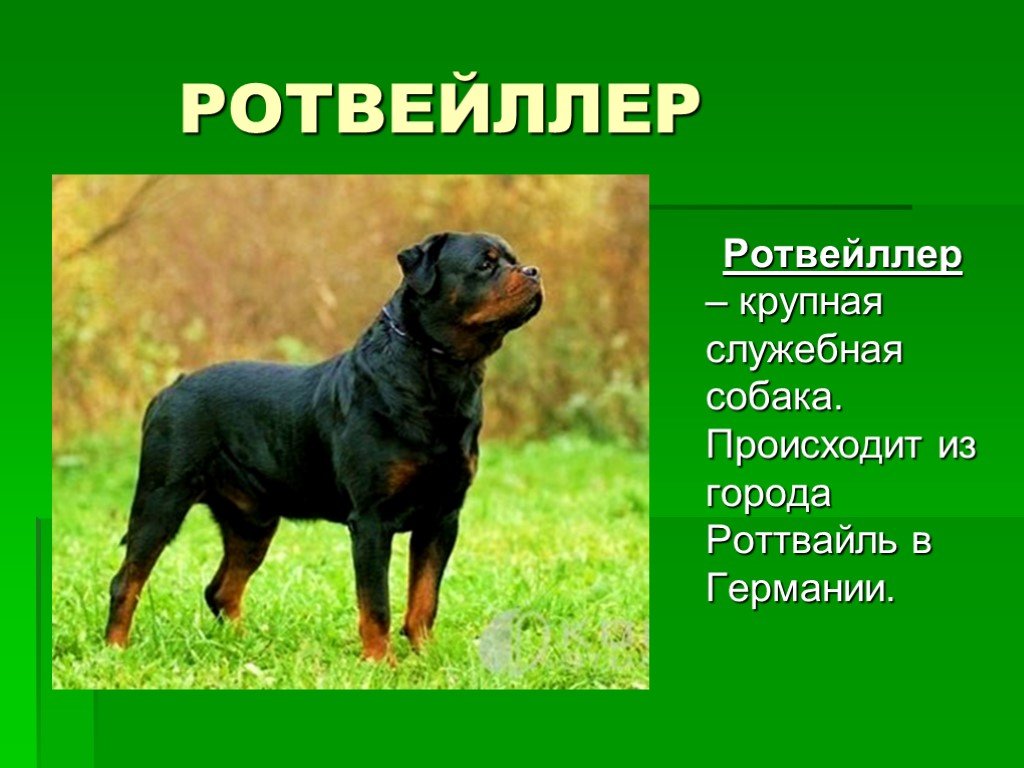 Породы собак окружающий 2 класс рабочая. Крупная служебная собака. Собака для презентации. Породы собак презентация. Описание собаки.