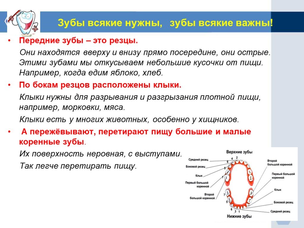 Зачем нужны зубы. Информация про зубы человека. Сообщение о зубах 3 класс.